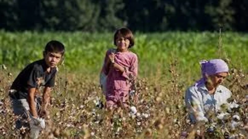 enfants cueillette coton